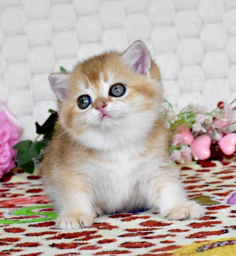 Warya British Shorthair female black golden shaded - live animals