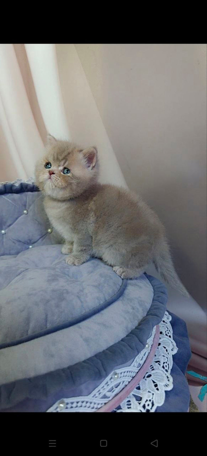 Snickers Scottish Straight male, lilac tabby