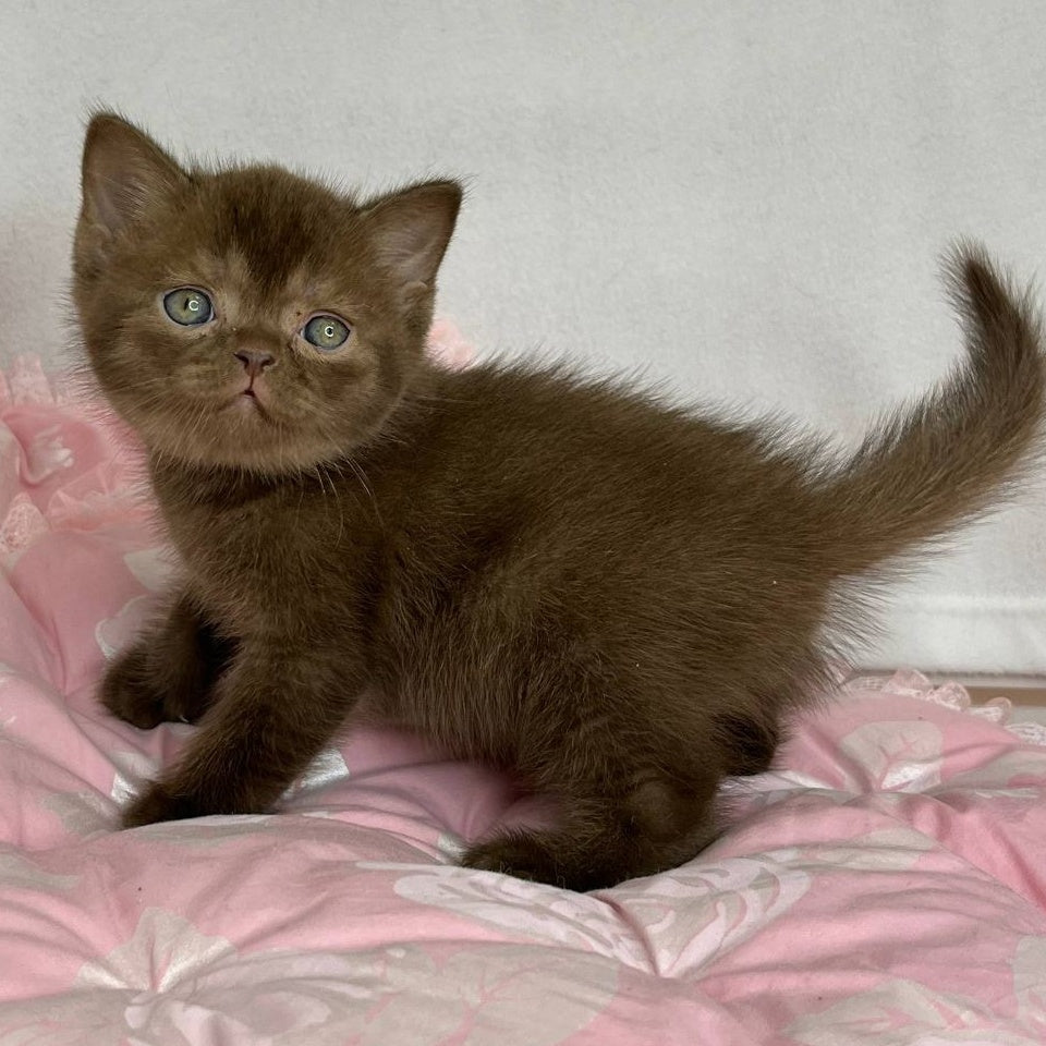 Buffy British Shorthair female, chocolate