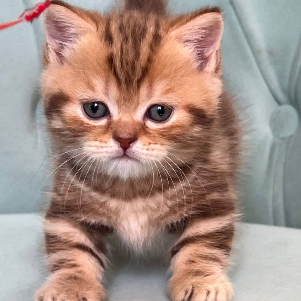 Luntik Munchkin male, chocolate tabby
