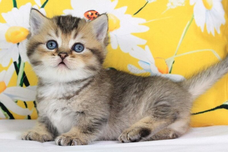Tiffany Munchkin female, black ticked tabby