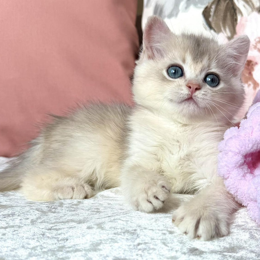 Milla British Shorthair female, blue golden chinchilla