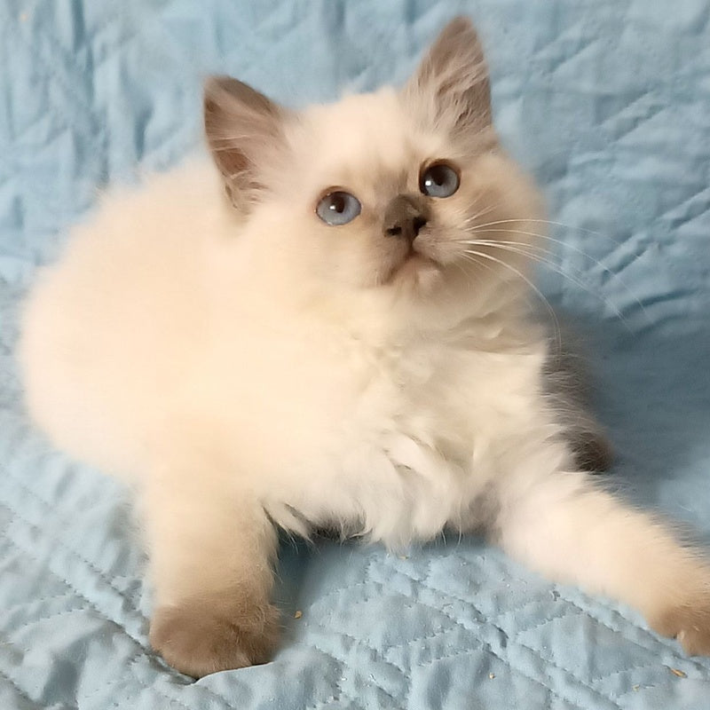 Dona Siberian female, blue pointed