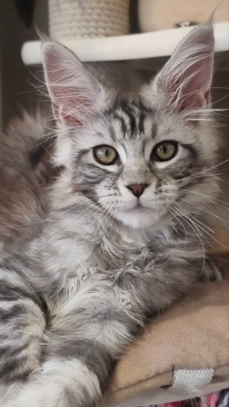 Clinta Maine Coon female black silver tabby - live animals