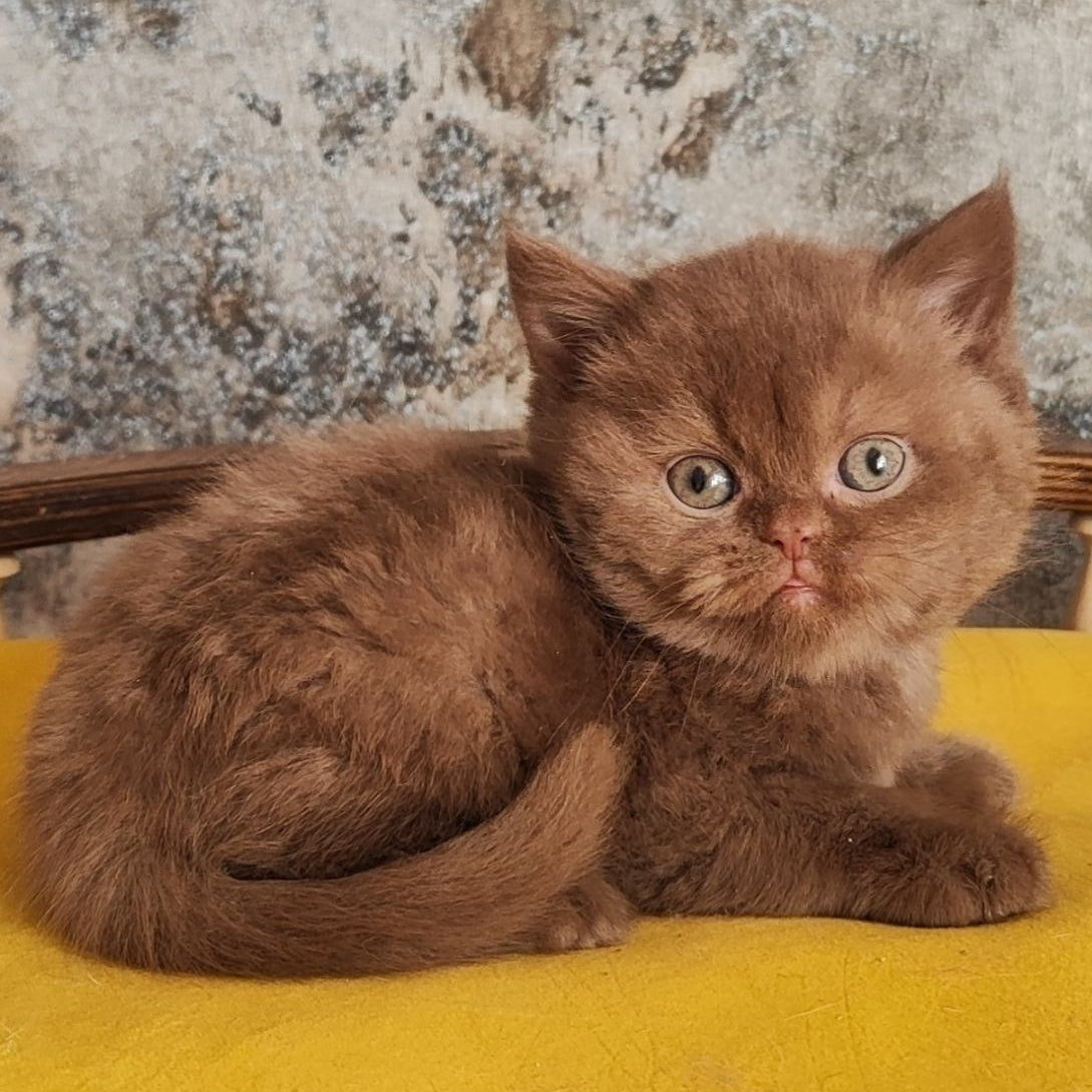 Barney British Shorthair male, cinnamon