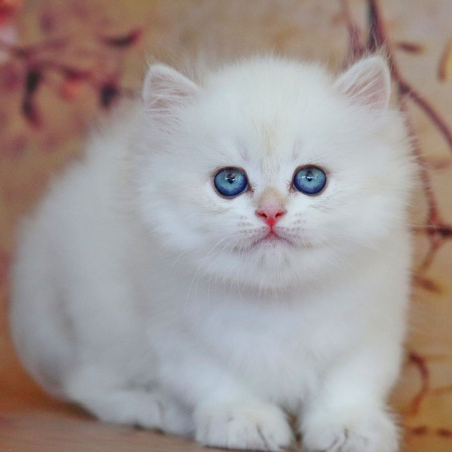 Yara British Longhair female, black golden shaded pointed