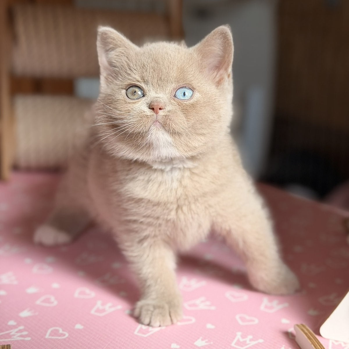 Soleil British Shorthair female, fawn with white