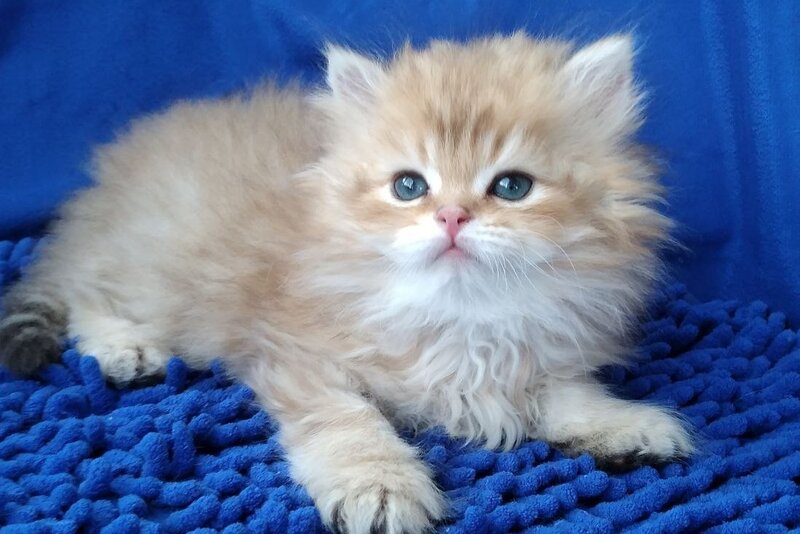 Rodger British Longhair male black golden shaded - live animals