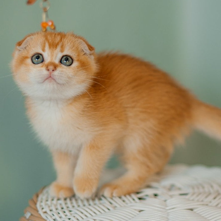 Diora Scottish Fold female, black golden chinchilla