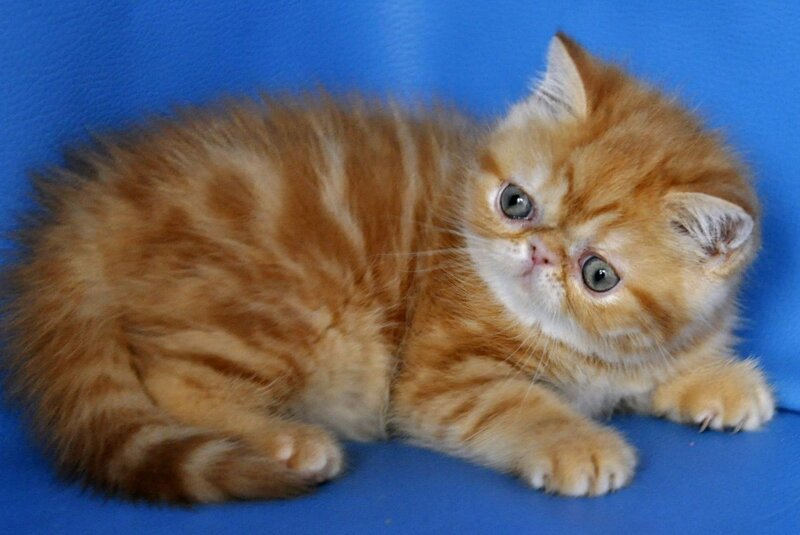 Fanta Exotic female, red tabby