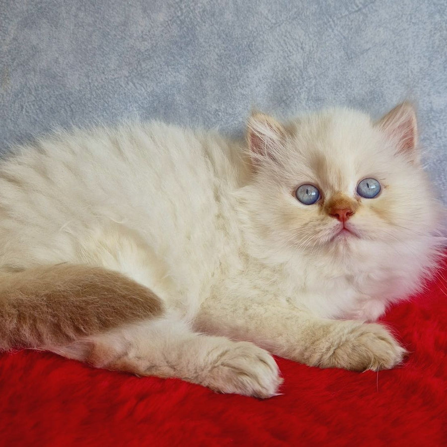 Diana British Longhair female, chocolate golden shaded pointed