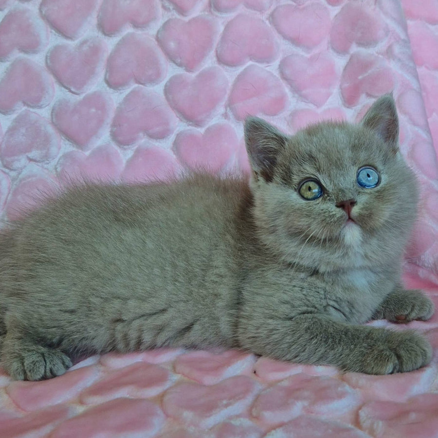 Jessica British Shorthair female, lilac with white