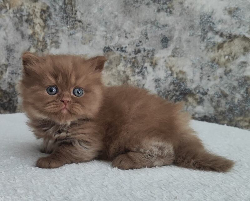 Urban British Longhair male cinnamon - live animals