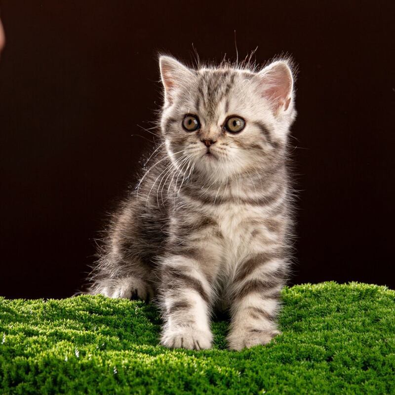 Nicole Scottish Straight female black silver tabby - live animals