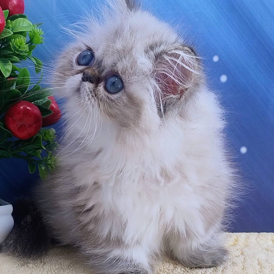 Sindi Persian female, black pointed