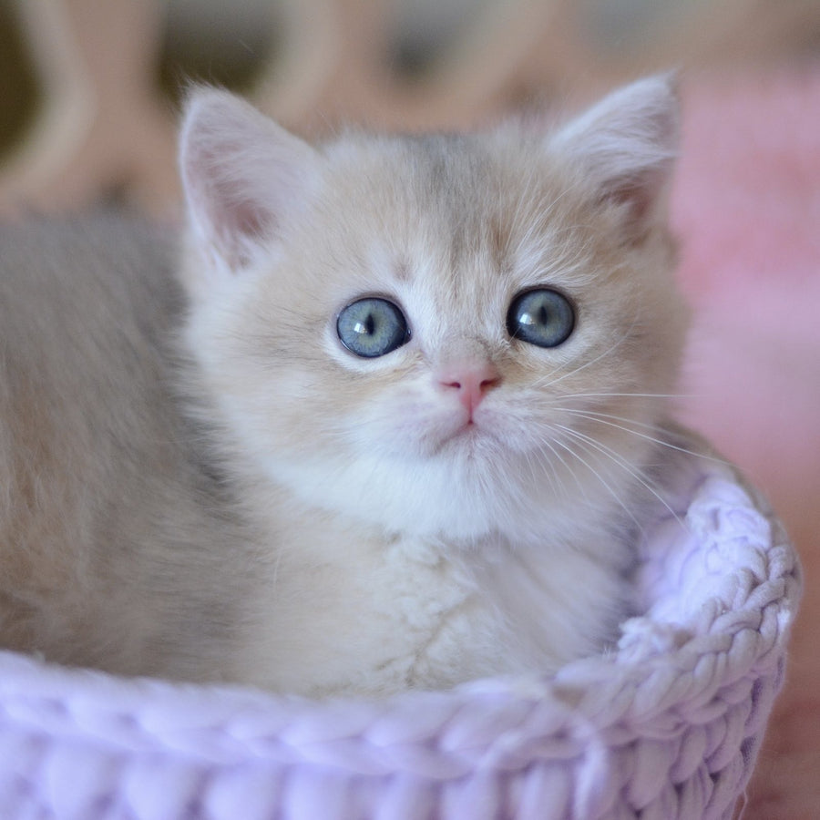 Yanina British Shorthair female, blue golden chinchilla