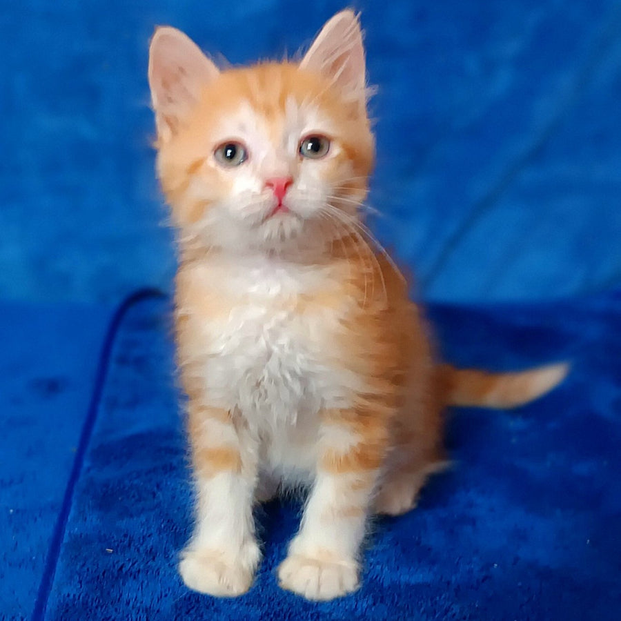 Elizabet Siberian female, red tabby with white