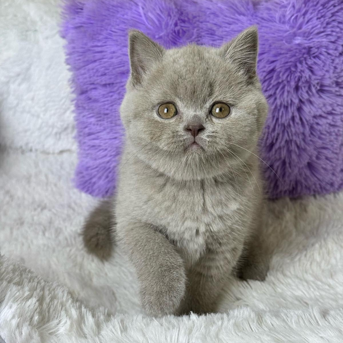Apricot Scottish Straight female, lilac