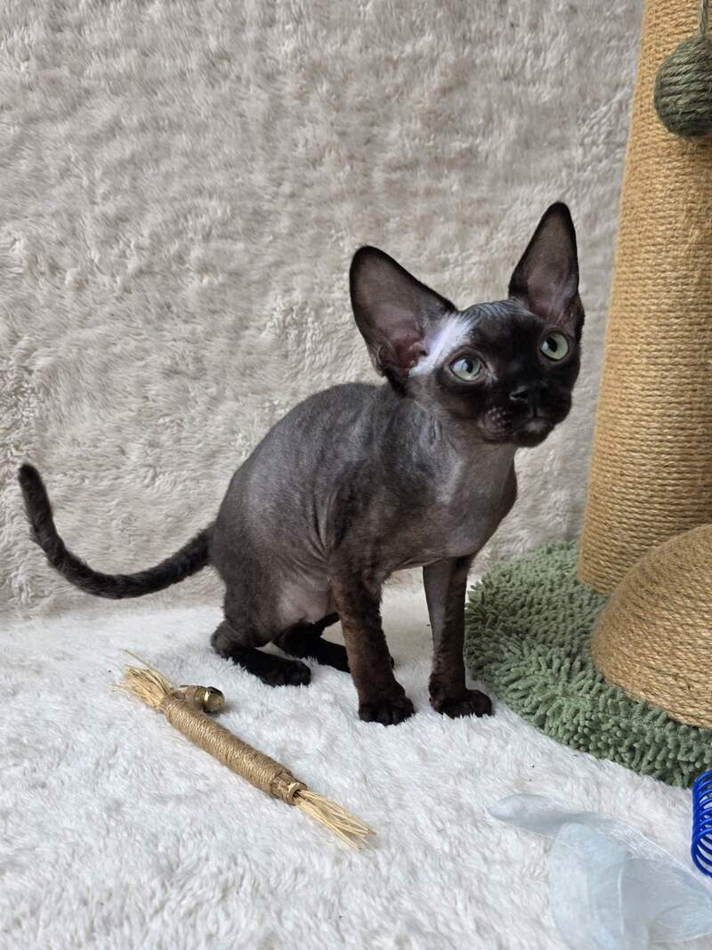 Carmensita Devon Rex female black - live animals