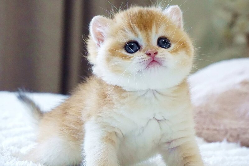 Deni British Shorthair male, black golden chinchilla
