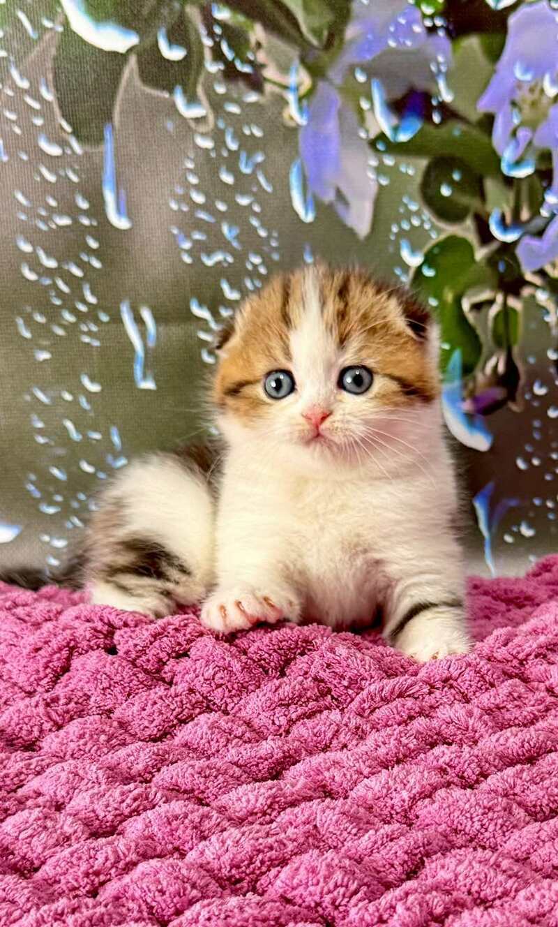 Fiona Scottish Fold female black tabby bicolour - live animals