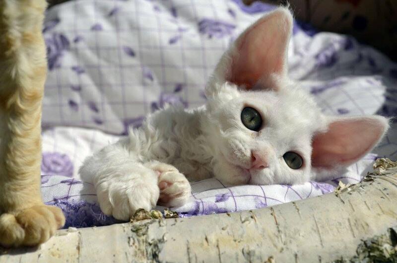Charlie Devon Rex female, white