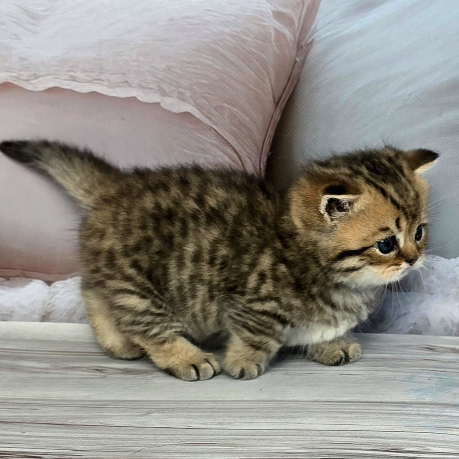 Sherry Munchkin male, black golden spotted tabby