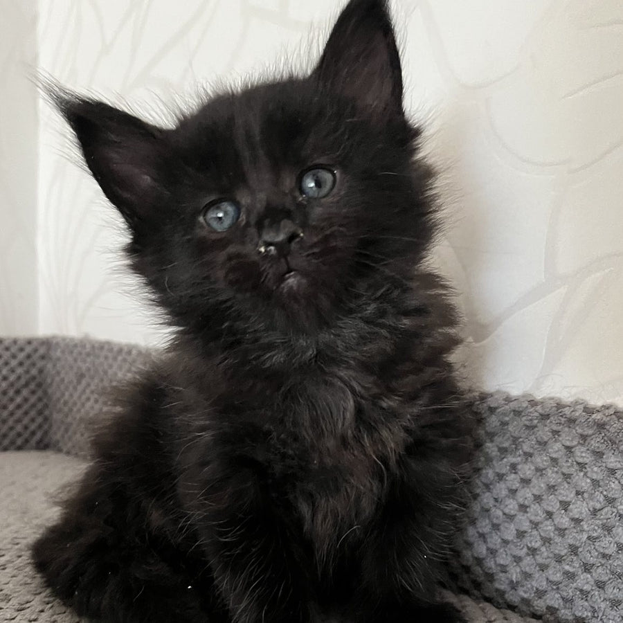 Jasmine Maine Coon female, black