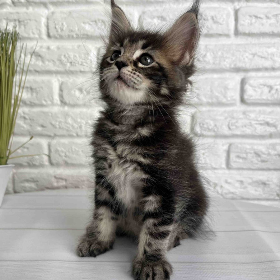 Janny Maine Coon female, black tabby