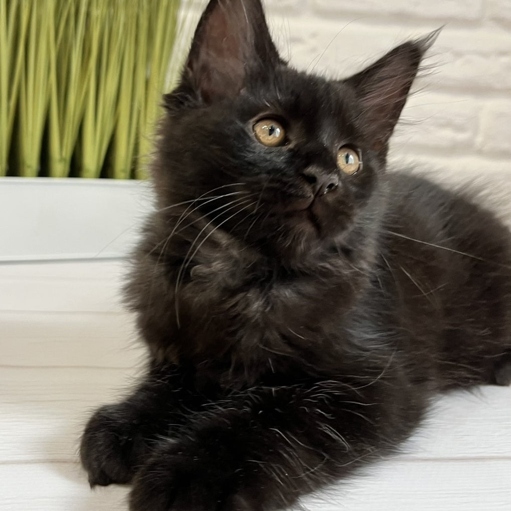Jack Maine Coon male, black