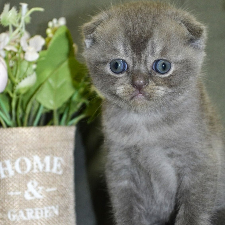 Alex Scottish Fold male, blue ticked tabby