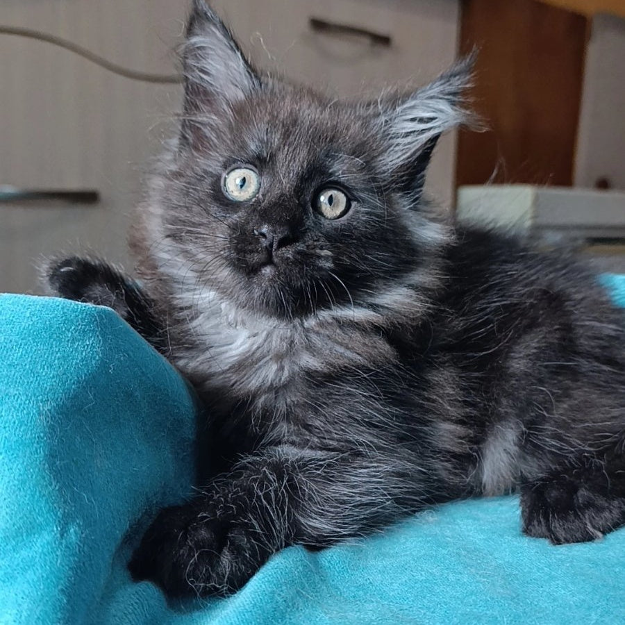 Quick Silver Maine Coon male, black silver