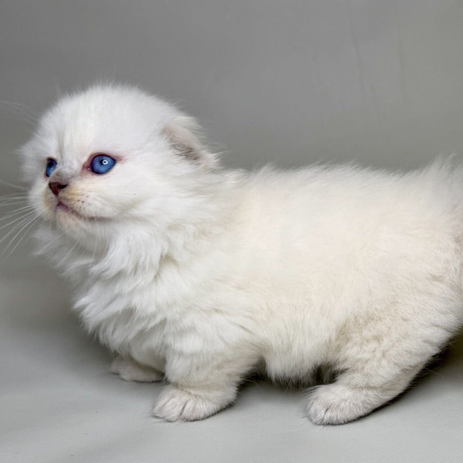 Stormy Munchkin female, blue shaded pointed