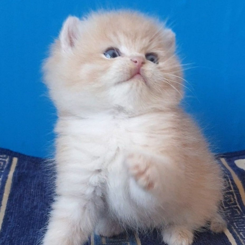 Tom British Shorthair male, lilac golden chinchilla