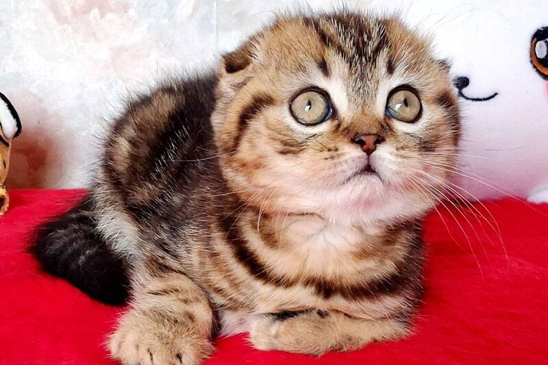 Shakira Scottish Fold female, black tabby