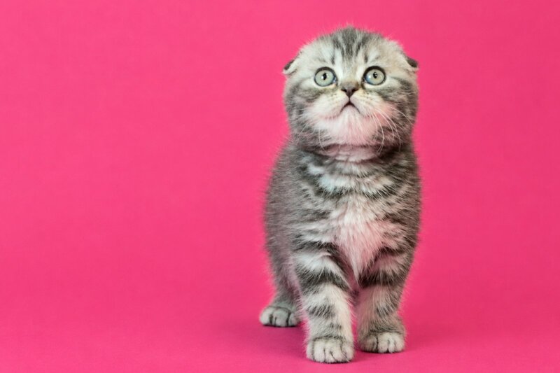 Tina Scottish Fold female, blue tabby