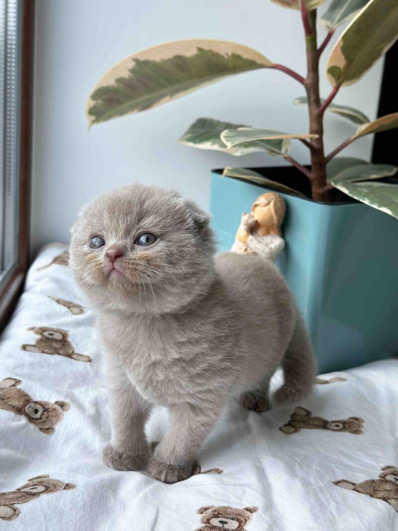 Nala Scottish Fold female, lilac