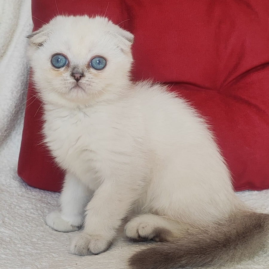 Xiomi Scottish Fold male, blue silver ticked tabby