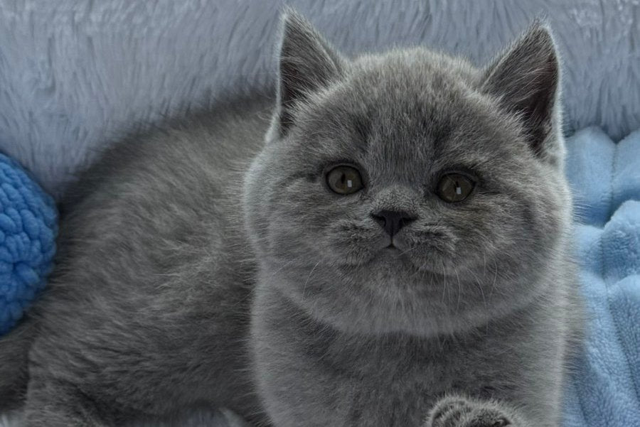 Yuri Scottish Straight male, blue