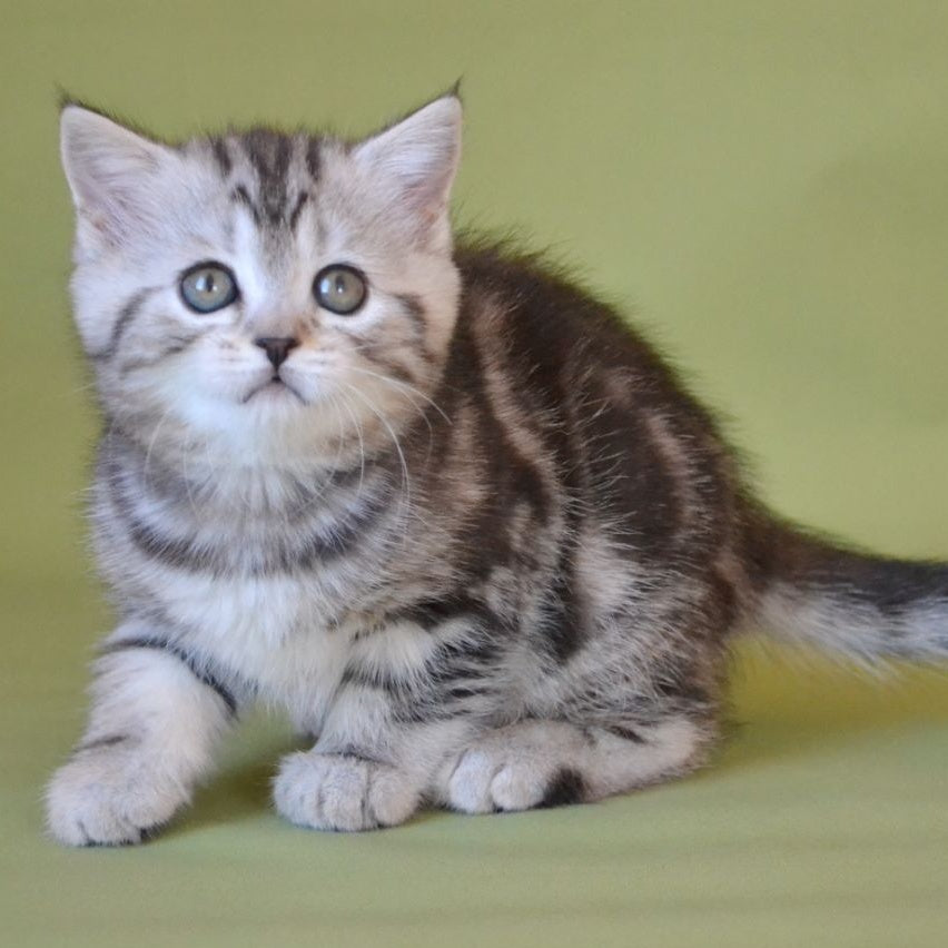 Quiana Scottish Straight female, black silver tabby