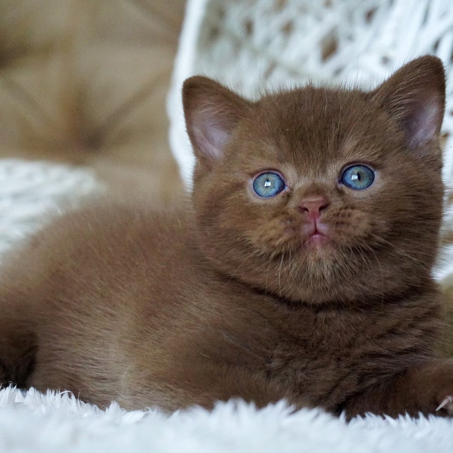 Miki British Shorthair male, cinnamon