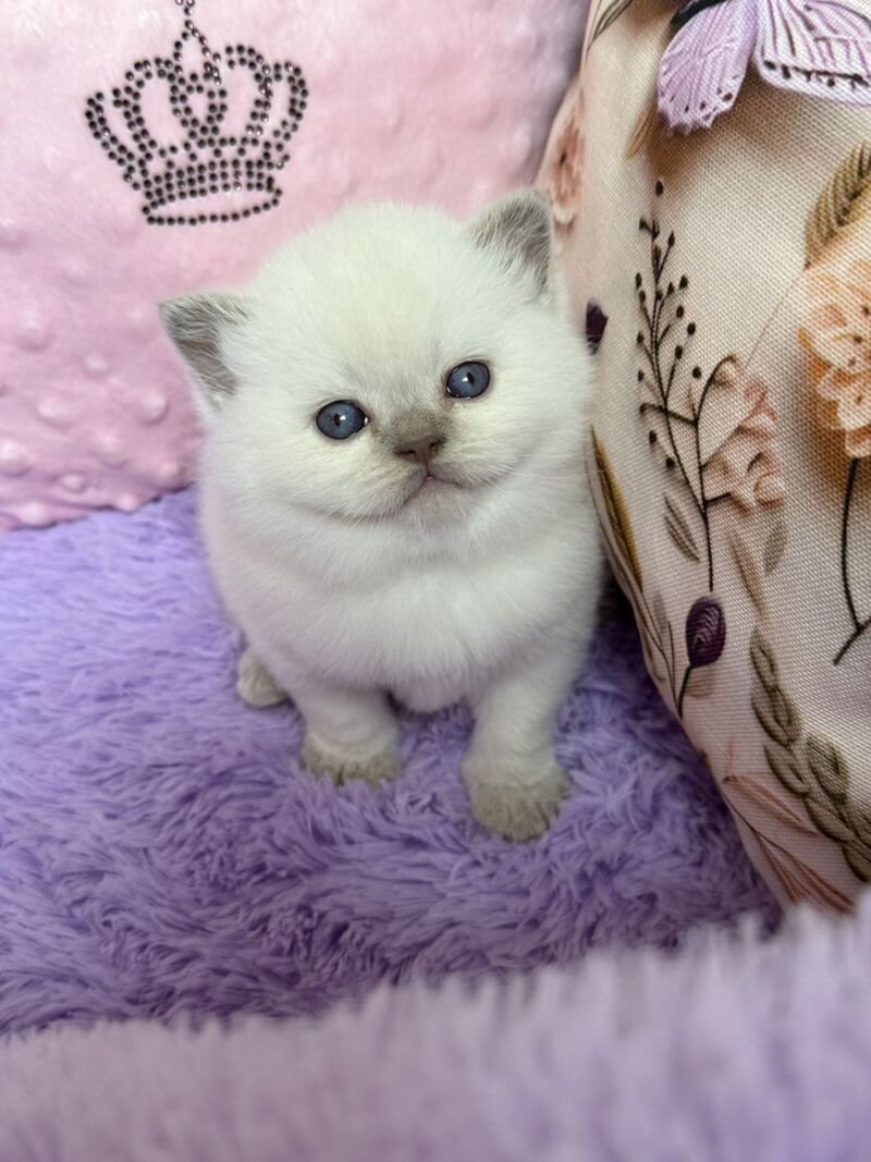 Beauty British Shorthair female fawn pointed - live animals
