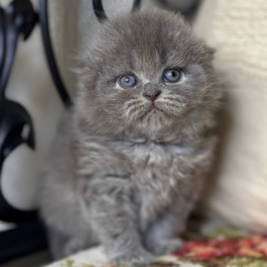 Bobby Scottish Fold female, black silver shaded