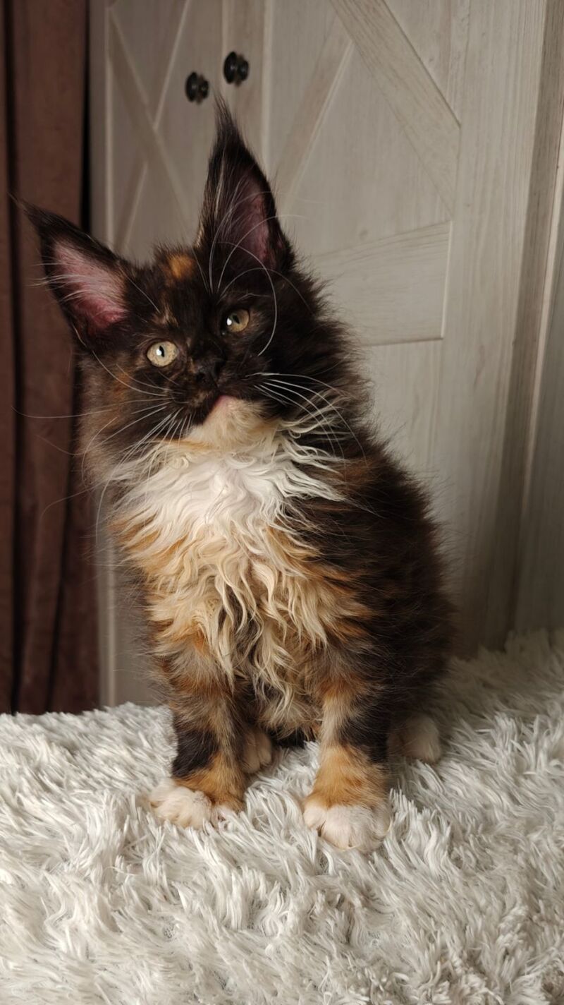 Rivera Maine Coon female black tortie bicolour live animals