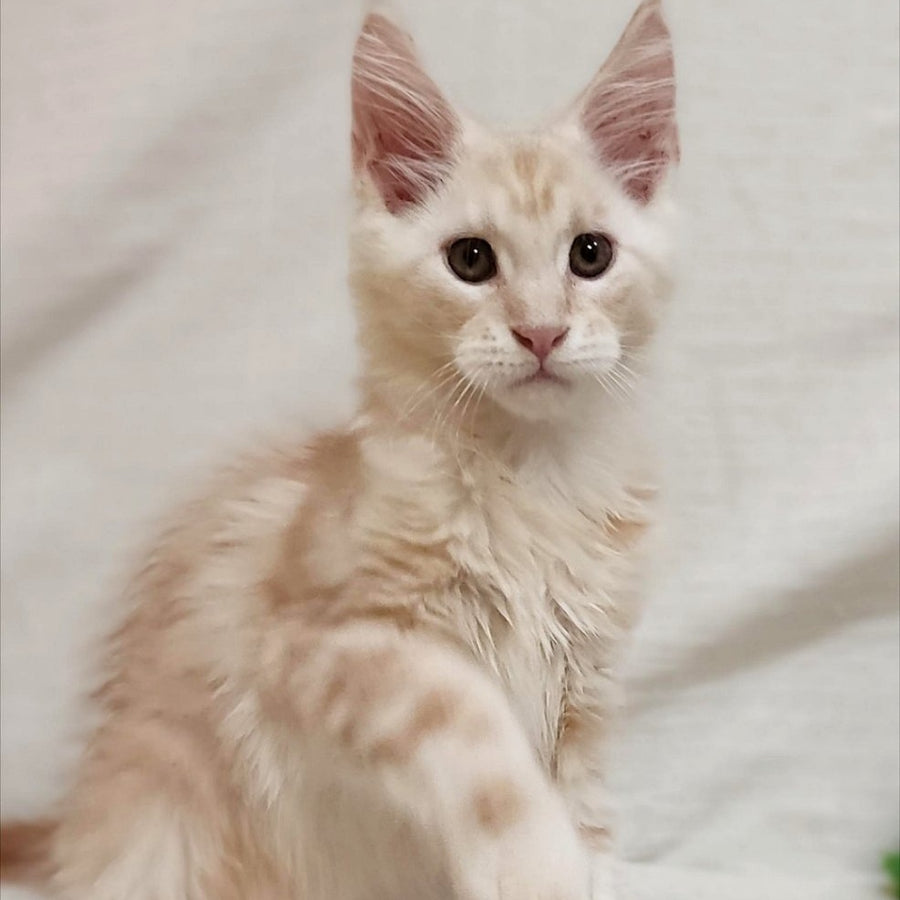 Korzhik Maine Coon male, red silver tabby