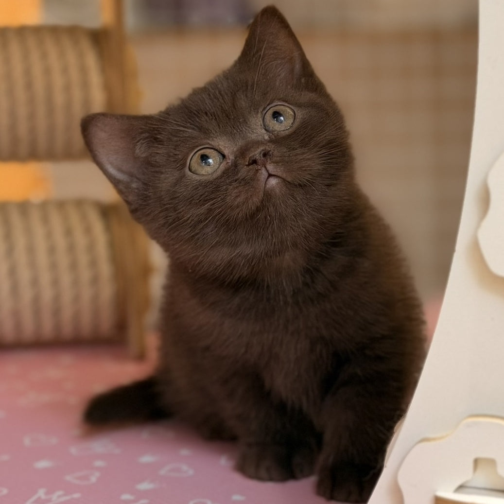 Stanley British Shorthair male, chocolate