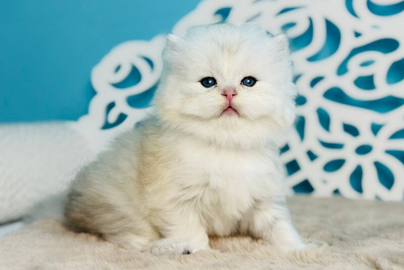Vinnie Scottish Straight male black silver shaded - live animals