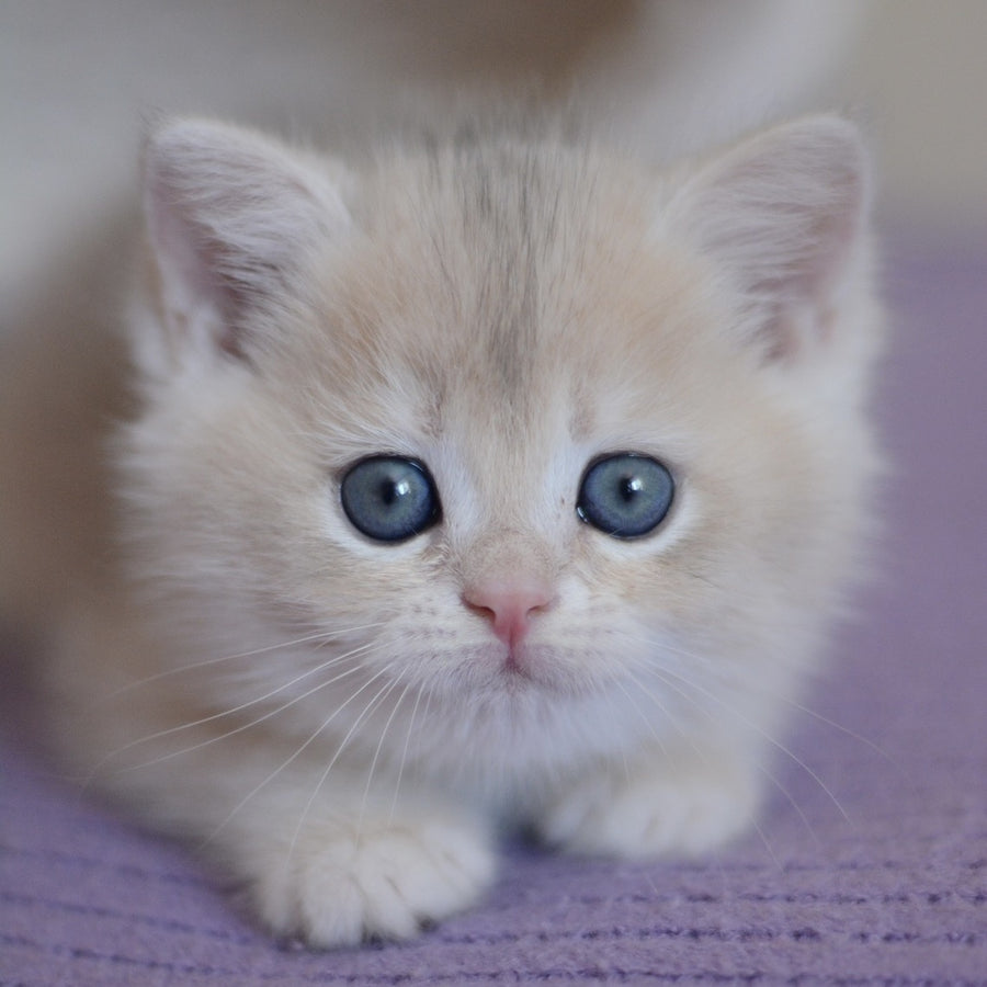 Yannis British Shorthair male, blue golden chinchilla