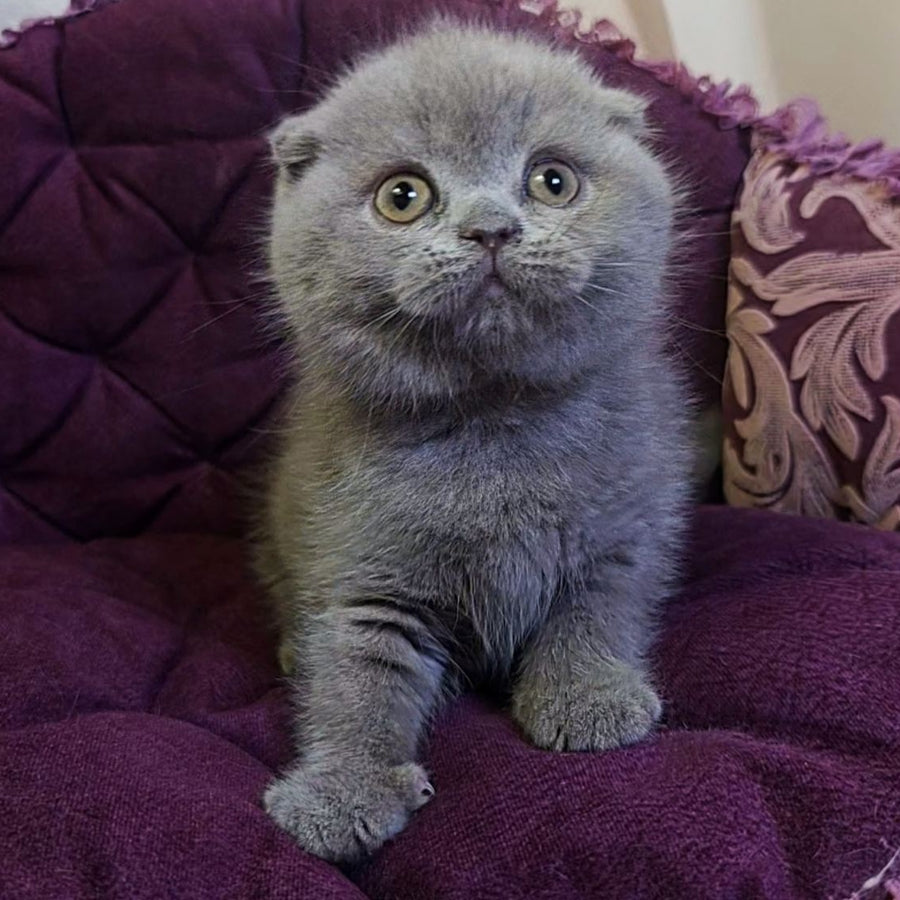Margosha Scottish Fold female, lilac