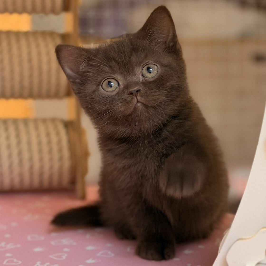 Stanley British Shorthair male, chocolate